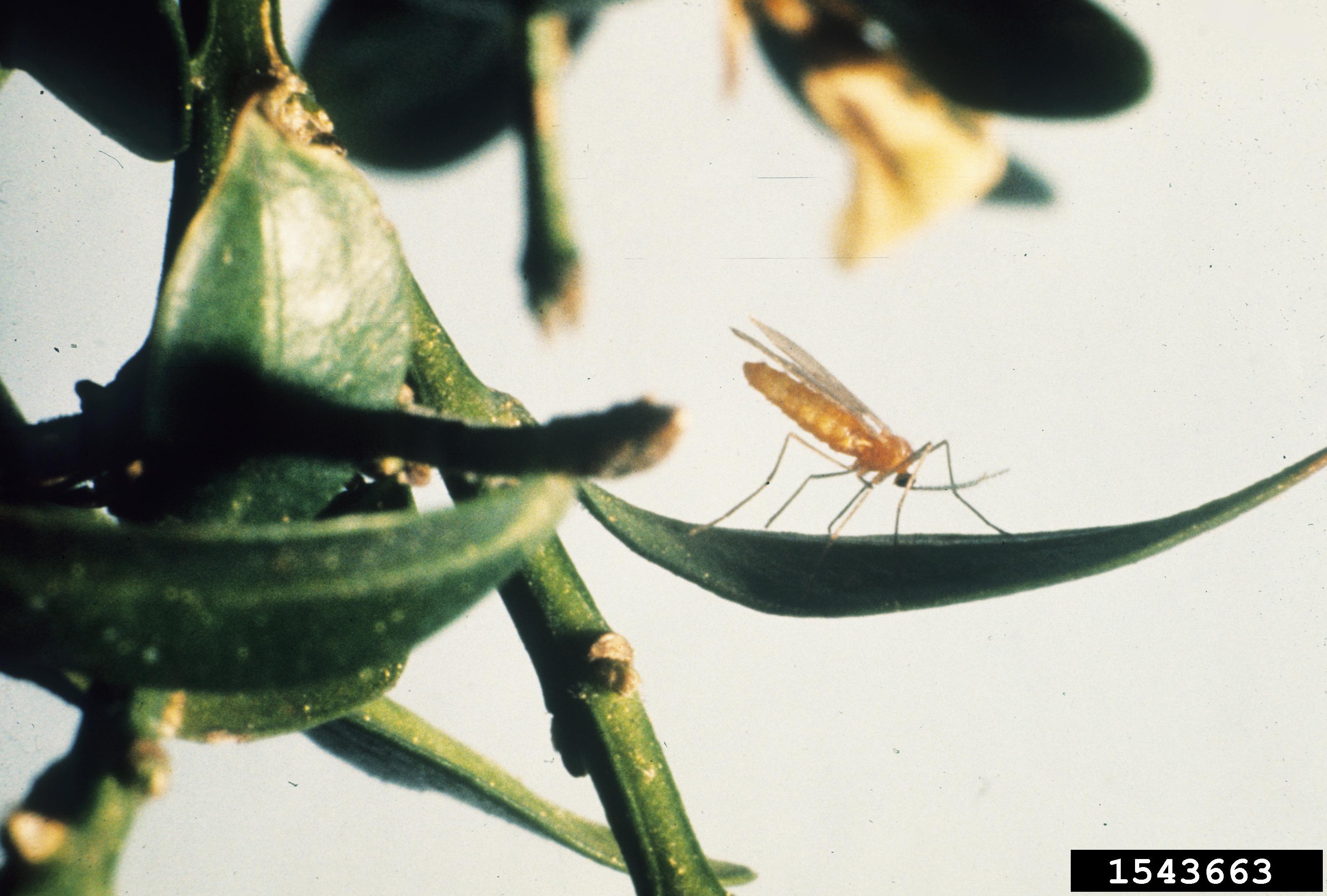 A mosquito-like insect perched on a boxwood leaf.